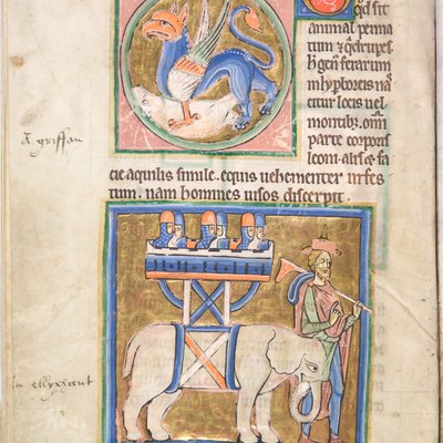 Bestiary (York, early 13th century) - 11v. Elephant and Gryphon