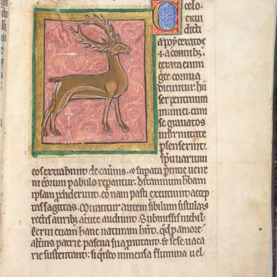 Bestiary (York, early 13th century) - 16r Deer