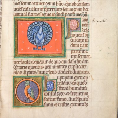 Bestiary (York, early 13th century) - 55r Peacock & Hoopoe