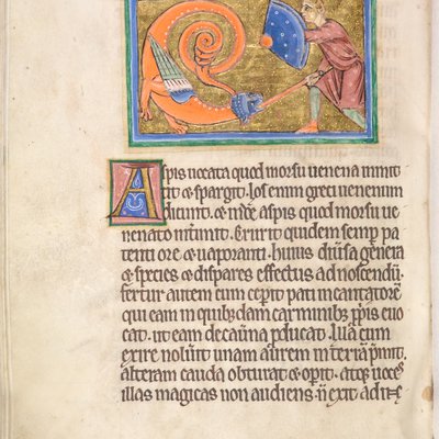 Bestiary (York, early 13th century) - 65v  Asp