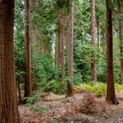 Bagley Wood 1