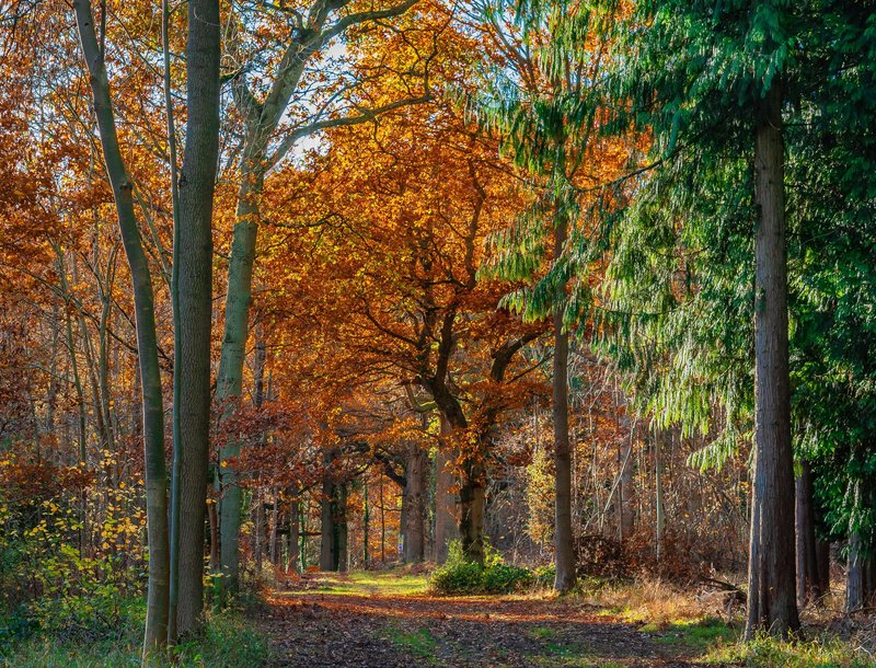 Bagley Wood 2