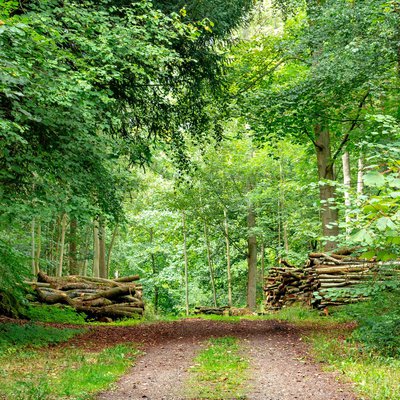 Bagley Wood 4