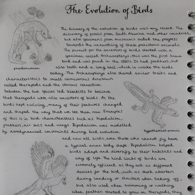 Winning entry from Year 10 pupil Lili to the ‘Evolution of flight’ competition of the Inspire Programme for Years 10 & 11