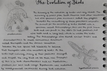 Winning entry from Year 10 pupil Lili to the ‘Evolution of flight’ competition of the Inspire Programme for Years 10 & 11