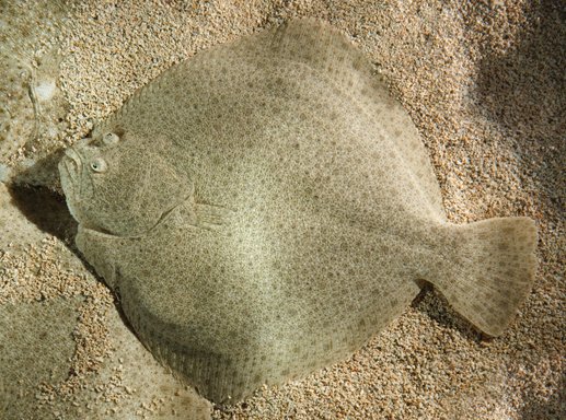 Figure 3: a very odd form of binocular vision in the animal kingdom. The young turbot