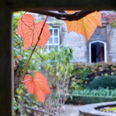 A peek through the ivy, towards Holmes building