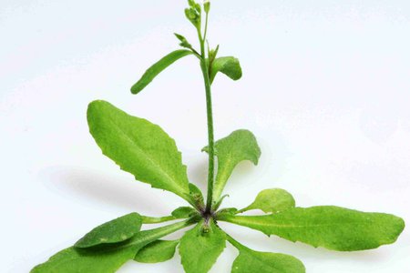 Prof N Harberd plant science news story Jan 18