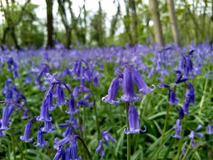 Bagley Wood Bluebells