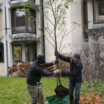 Tree planting November 2019