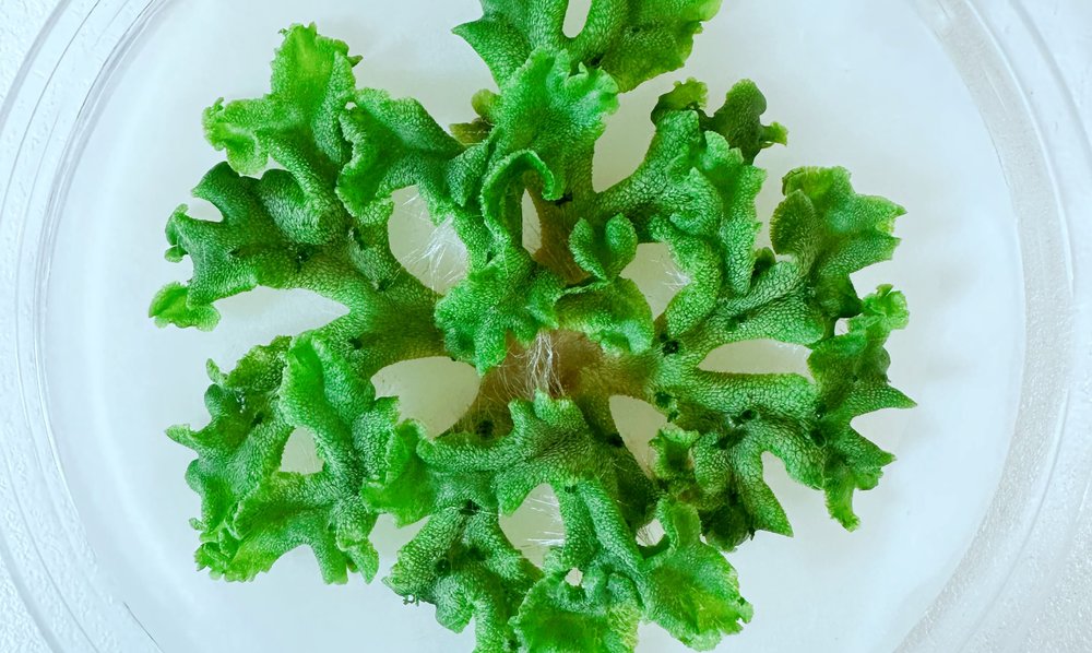 Liverwort 3