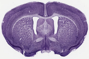 Mouse brain cortex