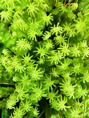 Nick Harberd-Nature Plants-Liverwort 2