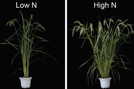 Nicholas Harberd - rice in Science v2
