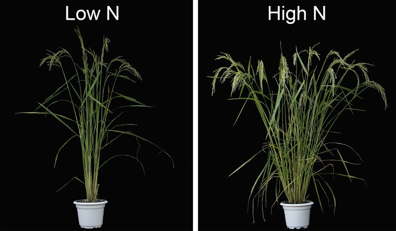 Nicholas Harberd - rice in Science v2