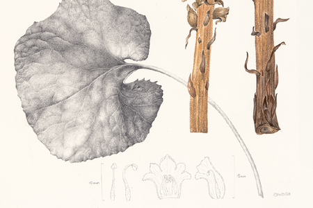 Florilegium_2025