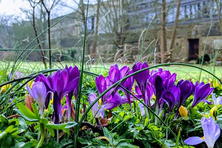 Spring flowers