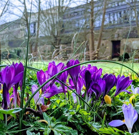 Spring flowers