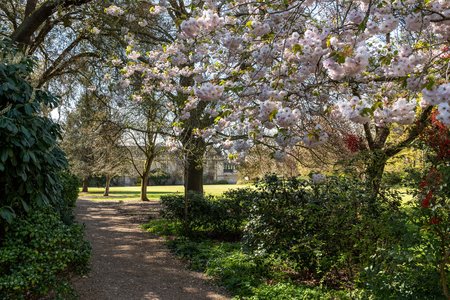 St John's College garden