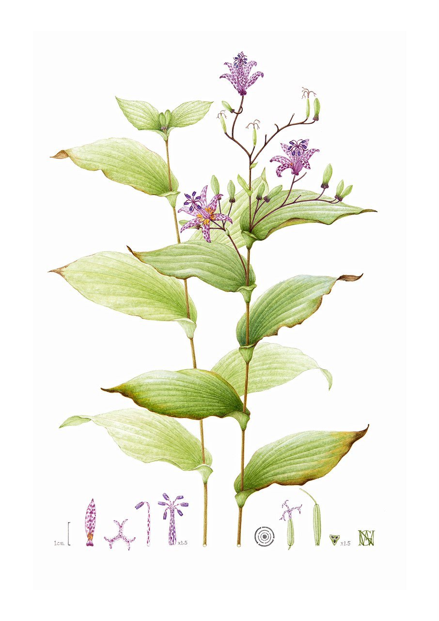 Toad Lily.jpg