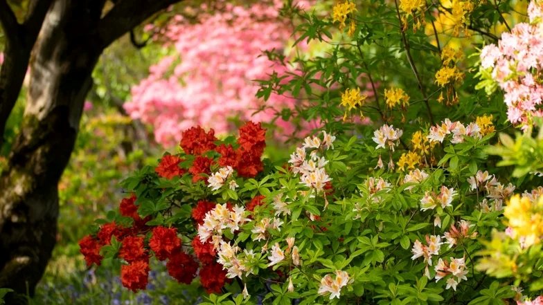 azaleas-in-may-at-bodnant-garden