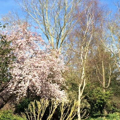 gardens in spring