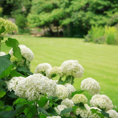 gardens in summer