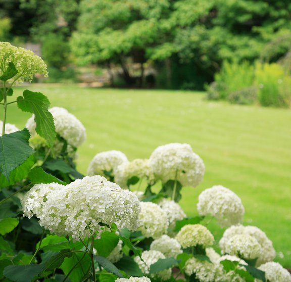 gardens in summer