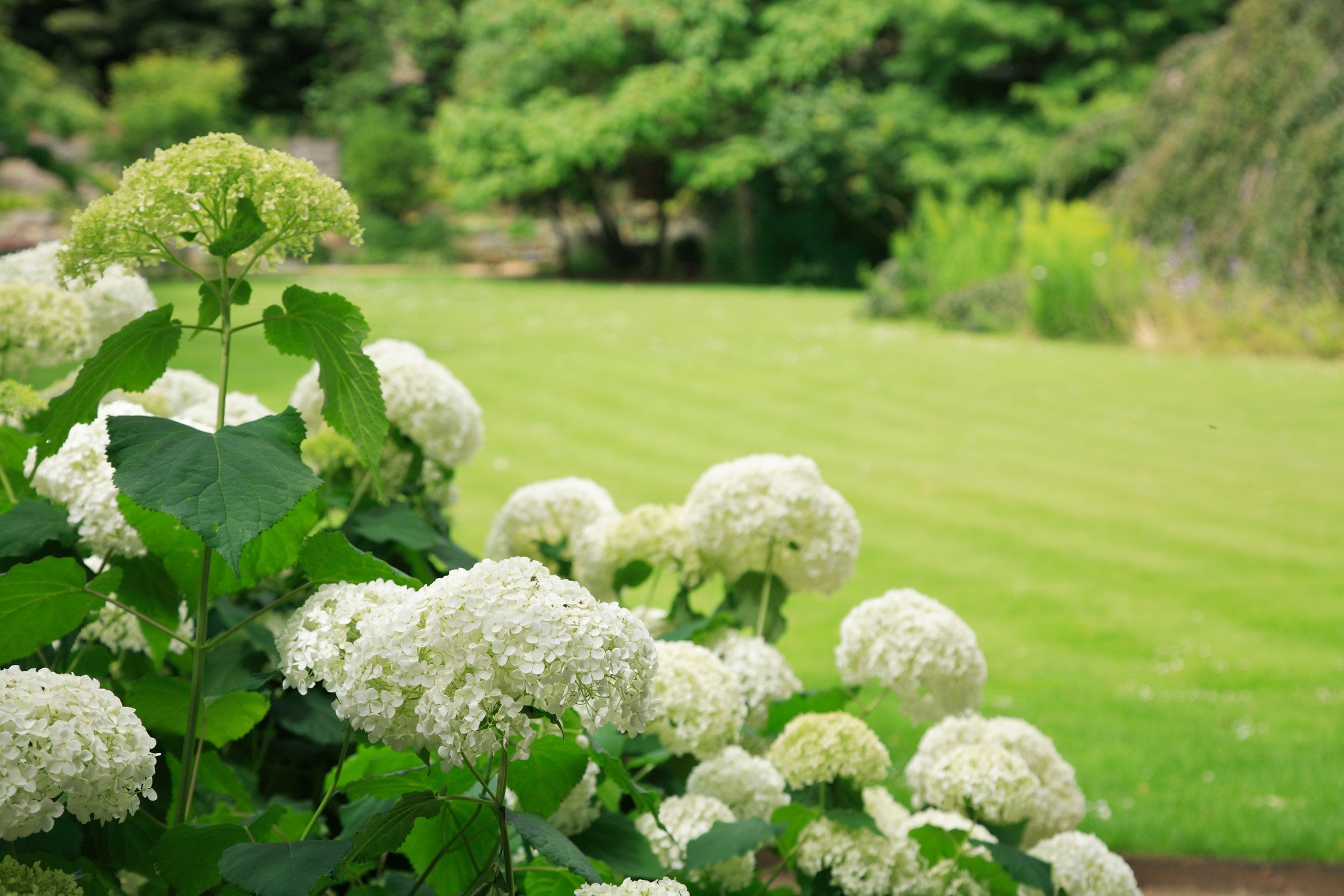 gardens in summer