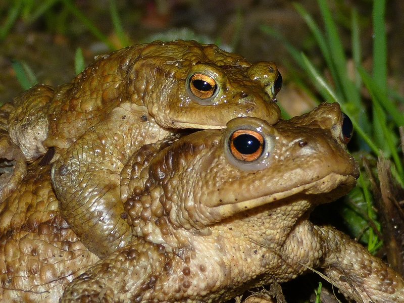 toad patrol 2